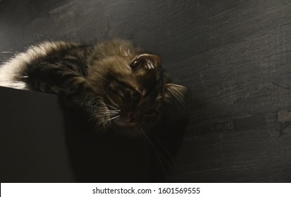 Siberian cat lying down in a dark wooden house