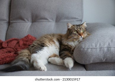 Siberian Cat Lying On The Sofa. Fluffy Cat. Hypoallergenic Cat. Cat With Yellow Eyes.