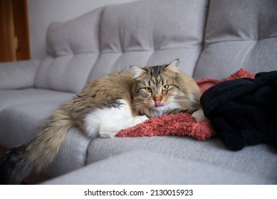 Siberian Cat Lying On The Sofa. Fluffy Cat. Hypoallergenic Cat. Cat With Yellow Eyes.