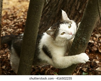 Siberian Cat Mark His Territory With Claws Against Tree Bark