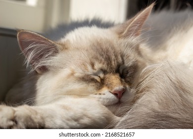 Siberian Cat, Neva Masquerade Portrait Photo