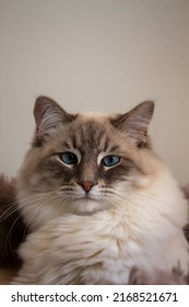 Siberian Cat, Neva Masquerade Portrait Photo