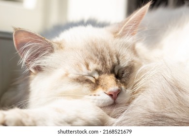 Siberian Cat, Neva Masquerade Portrait Photo