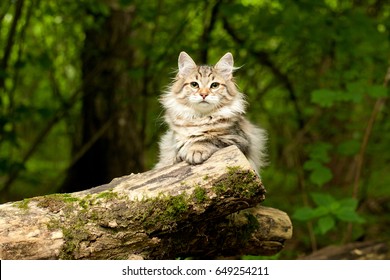 Siberian Cat On The Tree. Outdoor