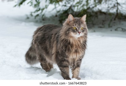 Siberian cat on a winter walk