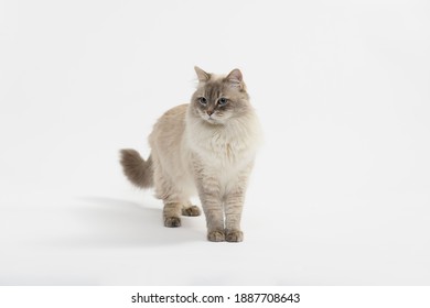 Siberian Cat In Photostudio, 6 Years Old, Cat Playing On Background. 