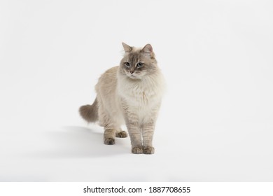 Siberian Cat In Photostudio, 6 Years Old, Cat Playing On Background. 