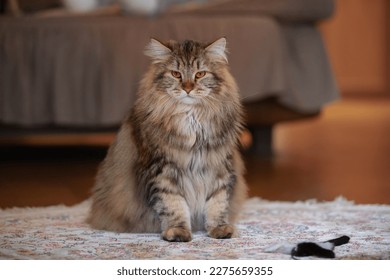Siberian Cat Portrait Is Sitting On Carpet At Home. Selective Focus.