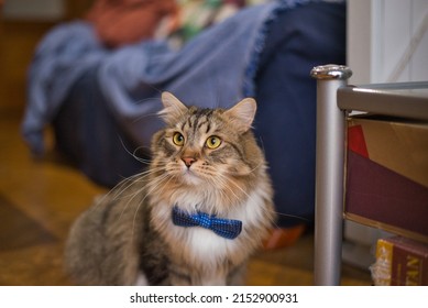 Siberian Cat Ready For A Party, Elegant Cat. Fluffy Cat. Hypoallergenic Cat.