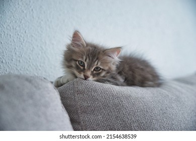 Siberian Cat Resting On The Sofa. Fluffy Cat. Hypoallergenic Cat. 