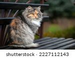 A Siberian cat is sitting on a bench in the garden .