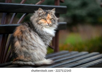 A Siberian cat is sitting on a bench in the garden .