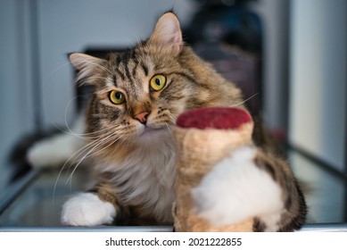 Siberian Cat smiling to his owner. Fluffy Cat. Hypoallergenic Cat. Long whiskers. Adorable domestic pet concept. Having fun with your pet. Relaxing evening with your cat.