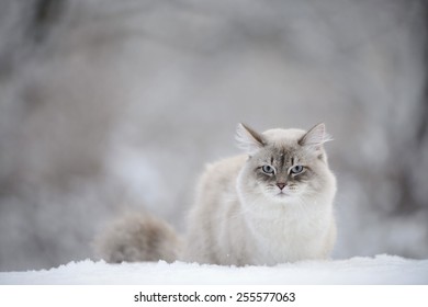 Siberian Cat In The Snow