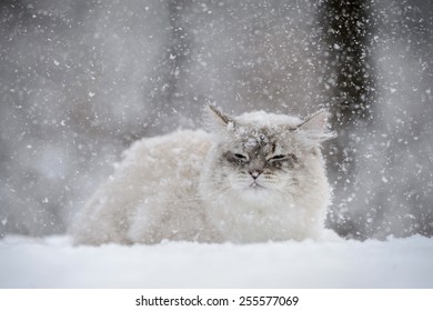 Siberian Cat In The Snow