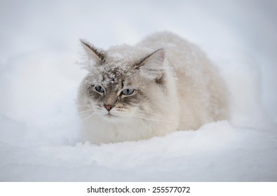 Siberian Cat In The Snow