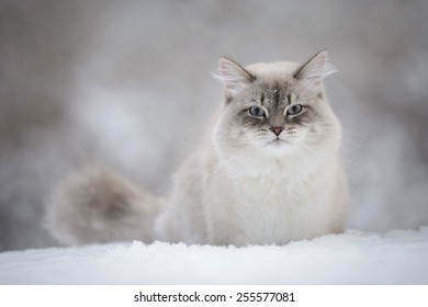 Siberian Cat In The Snow