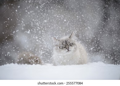 Siberian Cat In The Snow