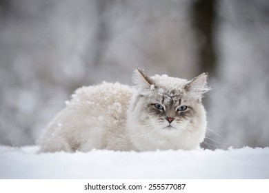 Siberian Cat In The Snow