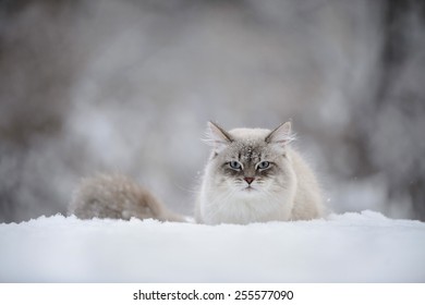 Siberian Cat In The Snow