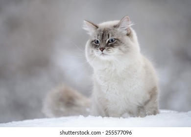 Siberian Cat In The Snow