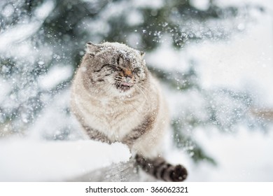 Siberian Cat In The Snow