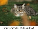 Siberian cat with thick fur and green eyes lies on the grass in a natural environment.