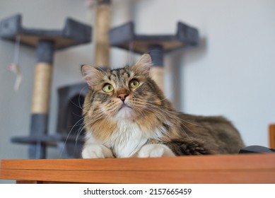 Siberian Cat Thinking On The Table. Fluffy Cat. Hypoallergenic Cat.