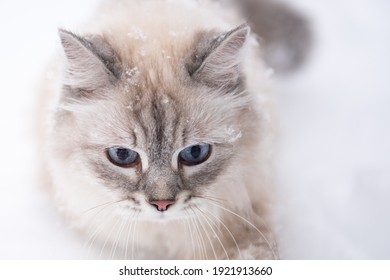 Chat Gris Images Photos Et Images Vectorielles De Stock Shutterstock