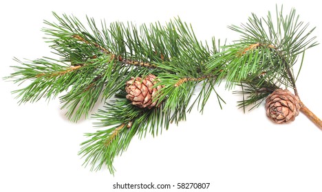 Siberian Cedar(siberian Pine) Branch With Ripe Cone Isolated On White