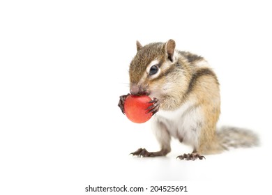 Siberian Chipmunk Eating Cherry.