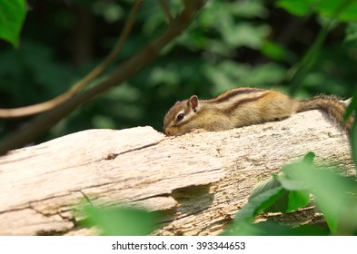 Siberian Chipmunk in forest.