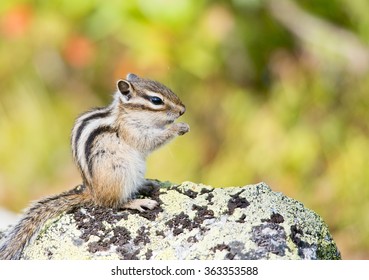 Siberian Chipmunk (Tamias Sibiricus)