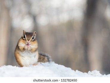 Siberian Chipmunk In Winter