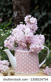 Siberian Crab Apple Blossom In Tea Pot As Decoration