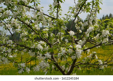 Siberian Crab Apple 'Dolgo' Blossom (Malus Baccata)