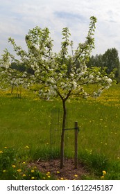 Siberian Crab Apple 'Dolgo' Blossom (Malus Baccata)