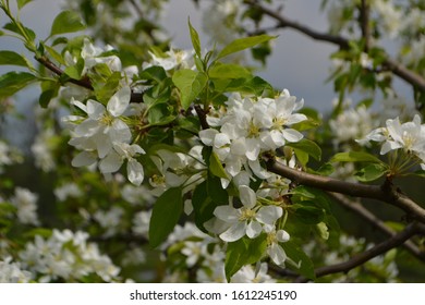 Siberian Crab Apple 'Dolgo' Blossom (Malus Baccata)