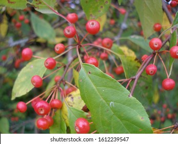 Siberian Crab Apple Fruits (Malus Baccata)