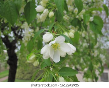 Siberian Crab Apple (Malus Baccata Var. Jackii)