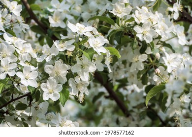 Siberian Crab Apple Tree Blossom - Malus Baccata In Bloom