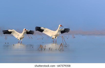 744 Beautiful siberian crane Images, Stock Photos & Vectors | Shutterstock