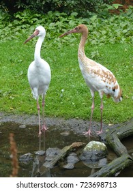 Siberian Crane With Chick (Grus Leucogeranus, Syn.: Leucogeranus Leucogeranus)  Gruidae Family.