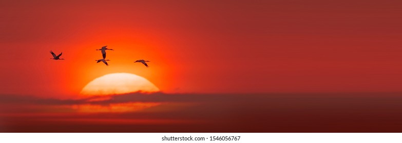 Siberian Crane flying in the sunset - Shutterstock ID 1546056767