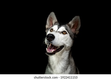 Siberian dog against black background