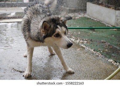 Siberian Dogs Are Shaking Off Water  While Bathing In Front Of The House To Clean The Body With Shampoo