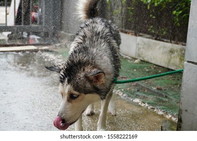 Siberian Dogs Are Shaking Off Water  While Bathing In Front Of The House To Clean The Body With Shampoo