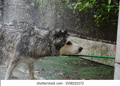 Siberian Dogs Are Shaking Off Water  While Bathing In Front Of The House To Clean The Body With Shampoo