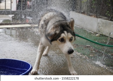 Siberian Dogs Are Shaking Off Water  While Bathing In Front Of The House To Clean The Body With Shampoo