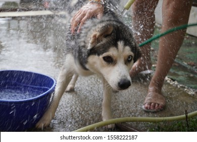 Siberian Dogs Are Shaking Off Water  While Bathing In Front Of The House To Clean The Body With Shampoo